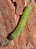 K224968.jpg