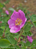 K224382-Wild Rose.jpg