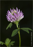 K227416-Red Clover.jpg