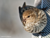 K238410-Pine Siskin.jpg