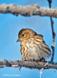 K238484-Pine Siskin.jpg