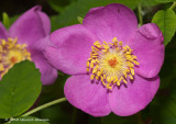K223841-Wild Rose.jpg