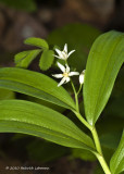 K223855-Star-Flowered Solomons Sea ( Maianthemum stellatum).jpg