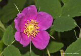 K223843-Prickly Rose (Rosa acicularis).jpg