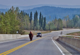 K241831Bison.jpg