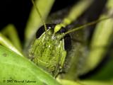 6618-Green Valley Grasshopper.jpg