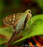 7112-Long-tailed Skipper.jpg