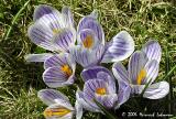 0051-crocus.jpg