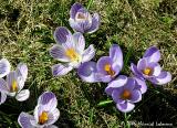 0030-crocus.jpg