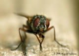 8599-web.jpg