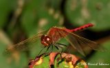 3451-half-banded toper.jpg