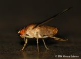 3077apple maggot fly.jpg