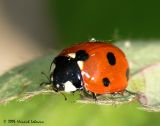 0056-lady bug.jpg