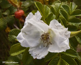 P2572-wild rose.jpg
