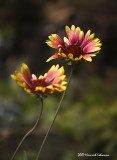 P6234-web.jpg