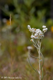 P2516-Ontario.jpg