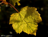 P2902-Fall Leaf.jpg