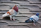 GP1094-Dove.jpg