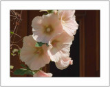 Summer Blossoms
