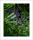P1010482-copy.jpg