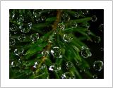P1010484-copy.jpg