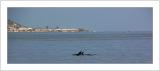 Dolphins in Front of Tierrabomba
