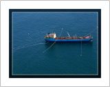 Maritime Spider
