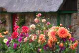 Cottage Flowers