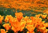 California Poppies