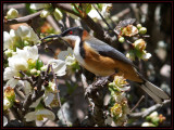 Eye of the Spinebill