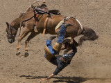 Rodeo Bronco<p>-CREDIT-