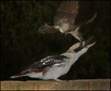 Butcherbird Swoops Kookaburra<p>-CREDIT-
