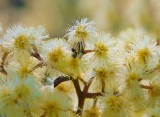 Flowering Shrub