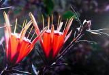 Mountain Devils in Flower