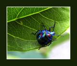 Blue bug - MERIT