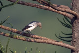 White-shouldered starling