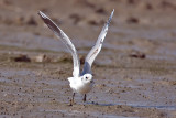 Larus saundersi