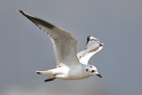 Larus saundersi