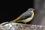 Grey wagtail