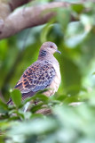 Oriental turtle dove