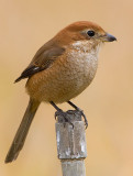 Bull-headed shrike