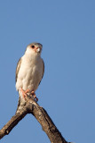 Pygmy falcon