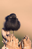 Northern anteater chat