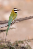 White-throated bee-eater