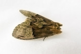 Chadisra bipartita