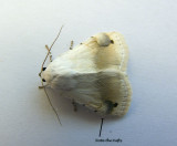 Chasmina fasciculosa