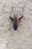 Teleogryllus mitratus