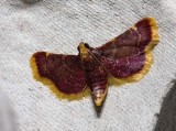 Hypsopygia mauritialis