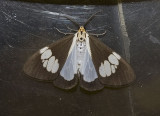 Nyctemera lacticinia