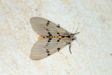 Amsactoides solitarius